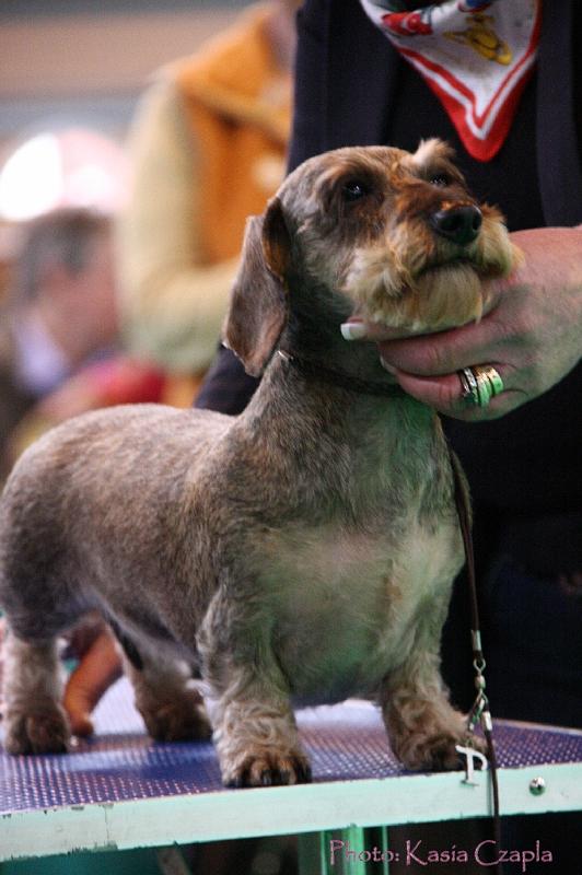 Crufts2011_2 1474.jpg
